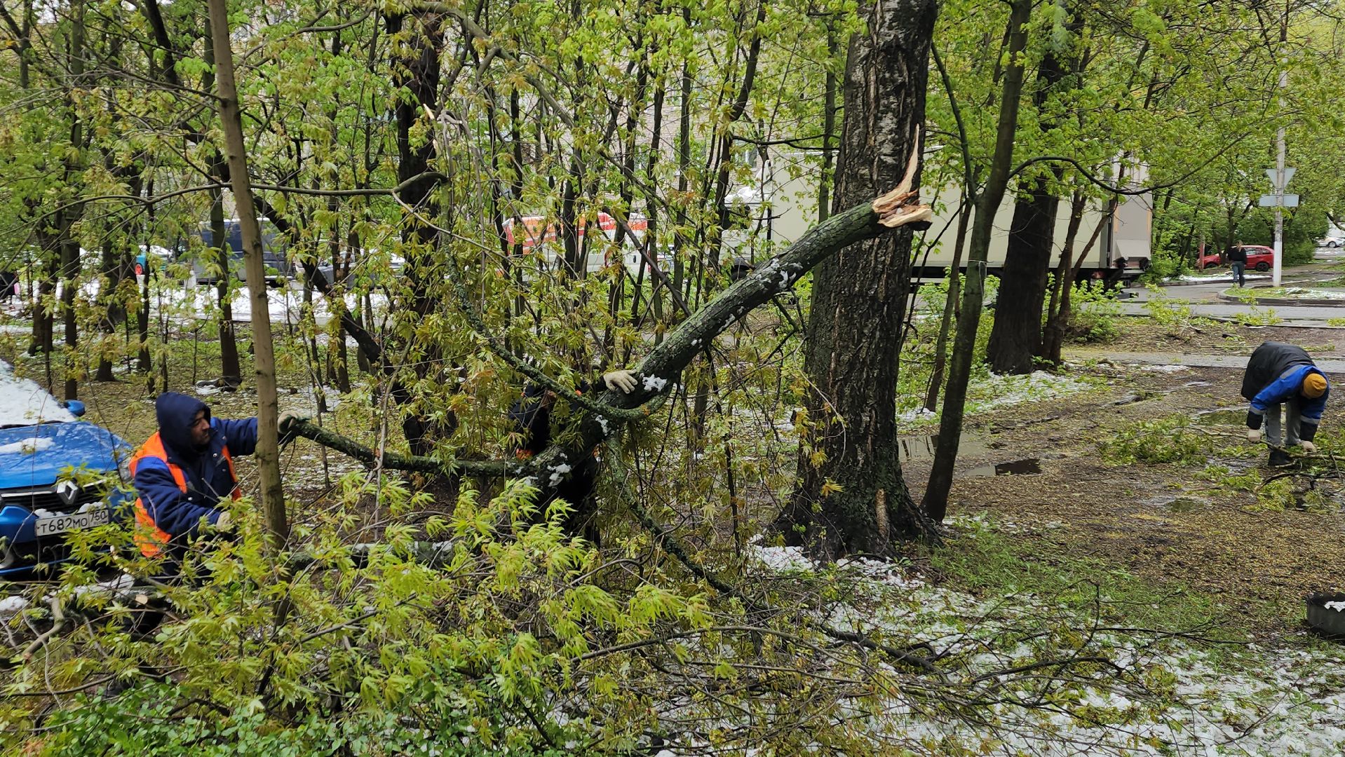 пушкино, ураган, упавшие деревья, коммунальные службы, устранение последствий урагана,