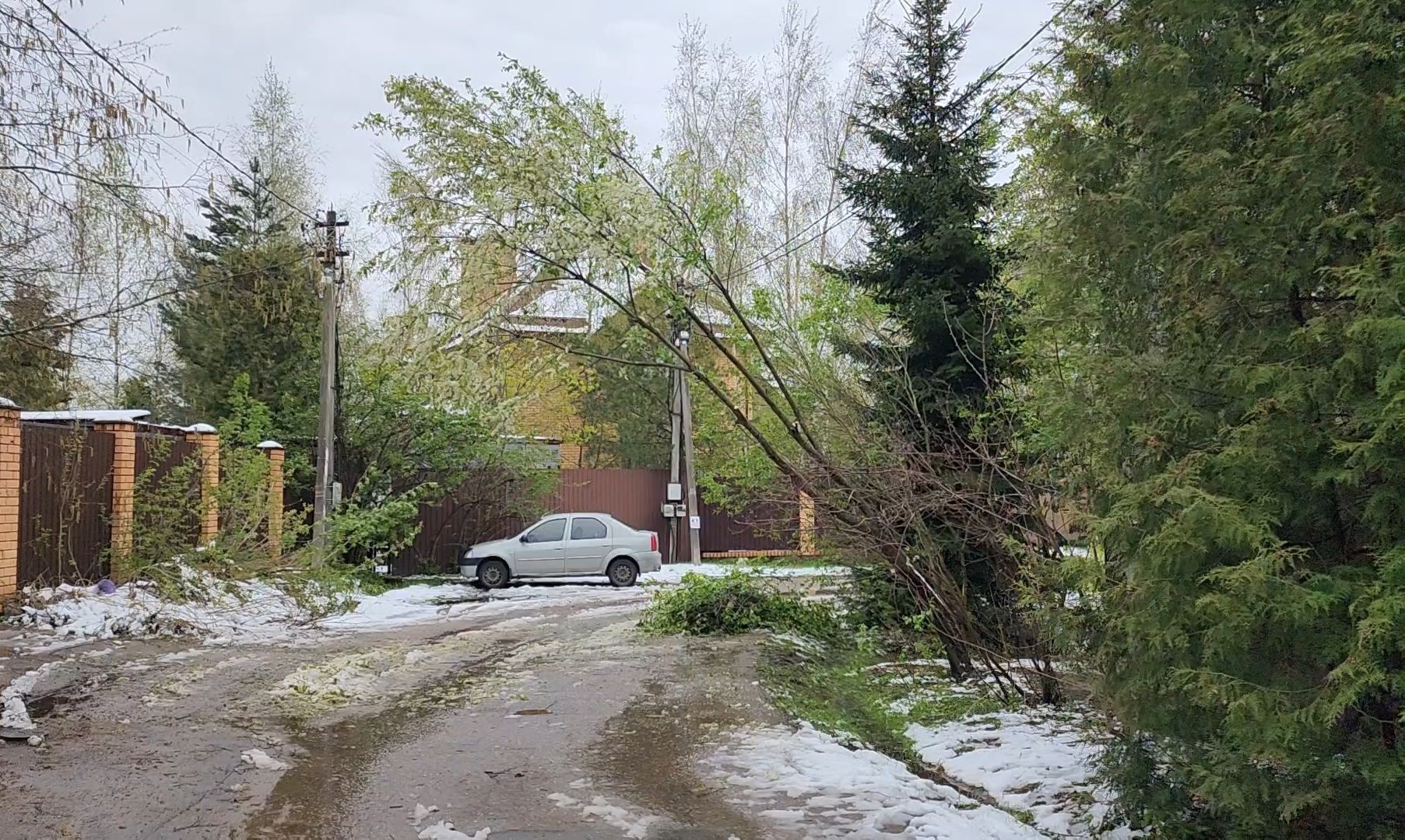 коммунальщики, деревья, бригада, опиловка,