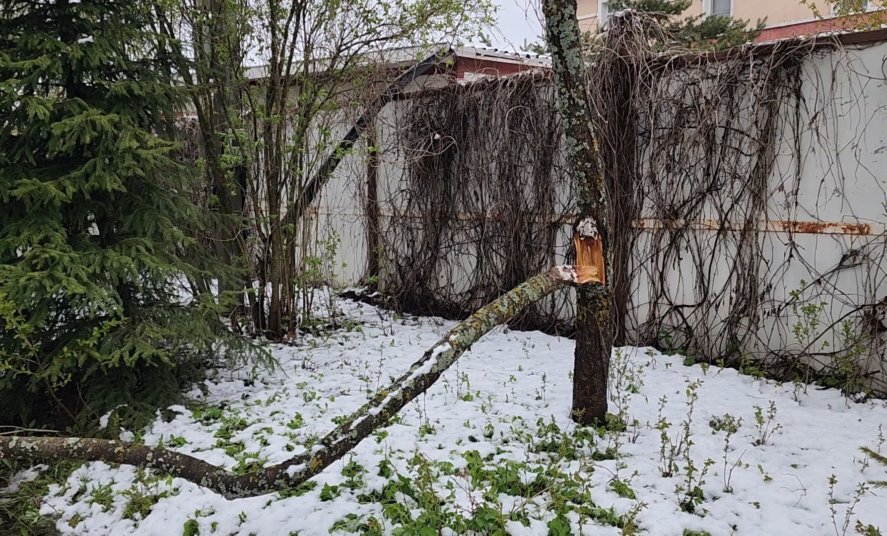 коммунальщики, деревья, бригада, опиловка,