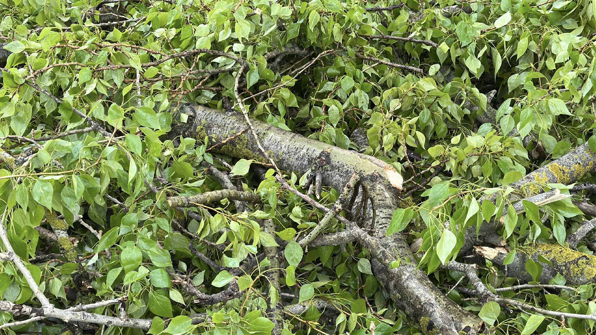 клин, общество, чп, жкх, устранение последствий снегопада,