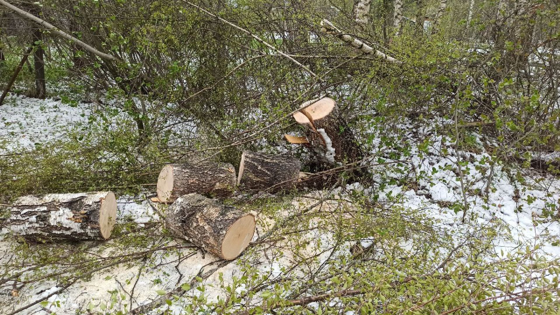 талдомский городской округ, деревня дубки, чп, майский снег, снегопад,