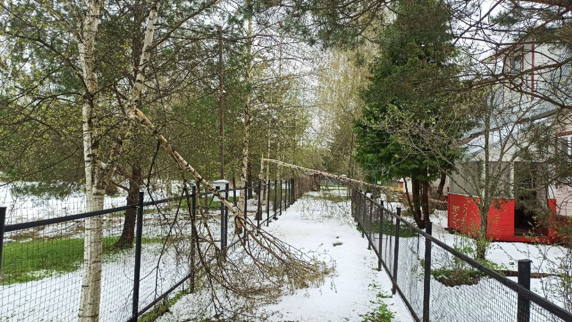 талдомский городской округ, деревня дубки, чп, майский снег, снегопад,