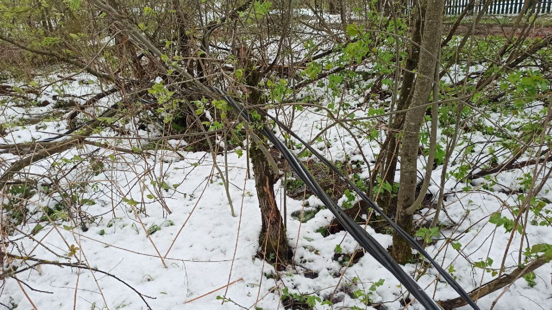 талдомский городской округ, деревня дубки, чп, майский снег, снегопад,