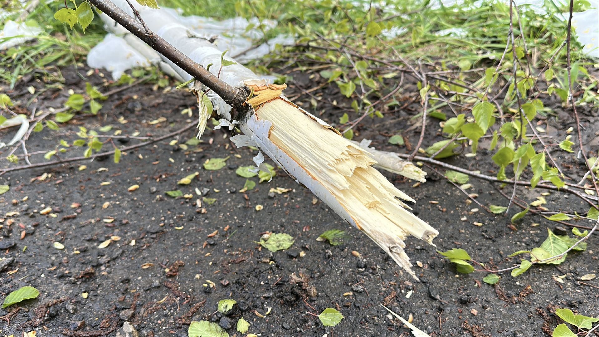 клин, общество, чп, жкх, устранение последствий снегопада, электроэнергия,
