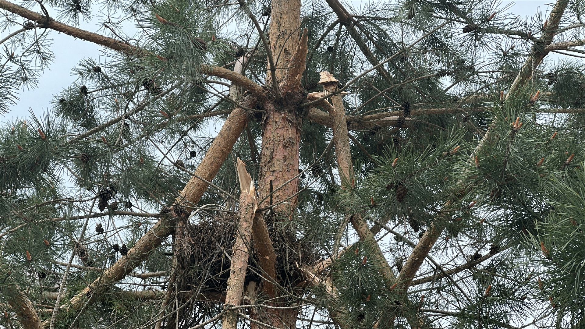 клин, общество, чп, жкх, устранение последствий снегопада, электроэнергия,