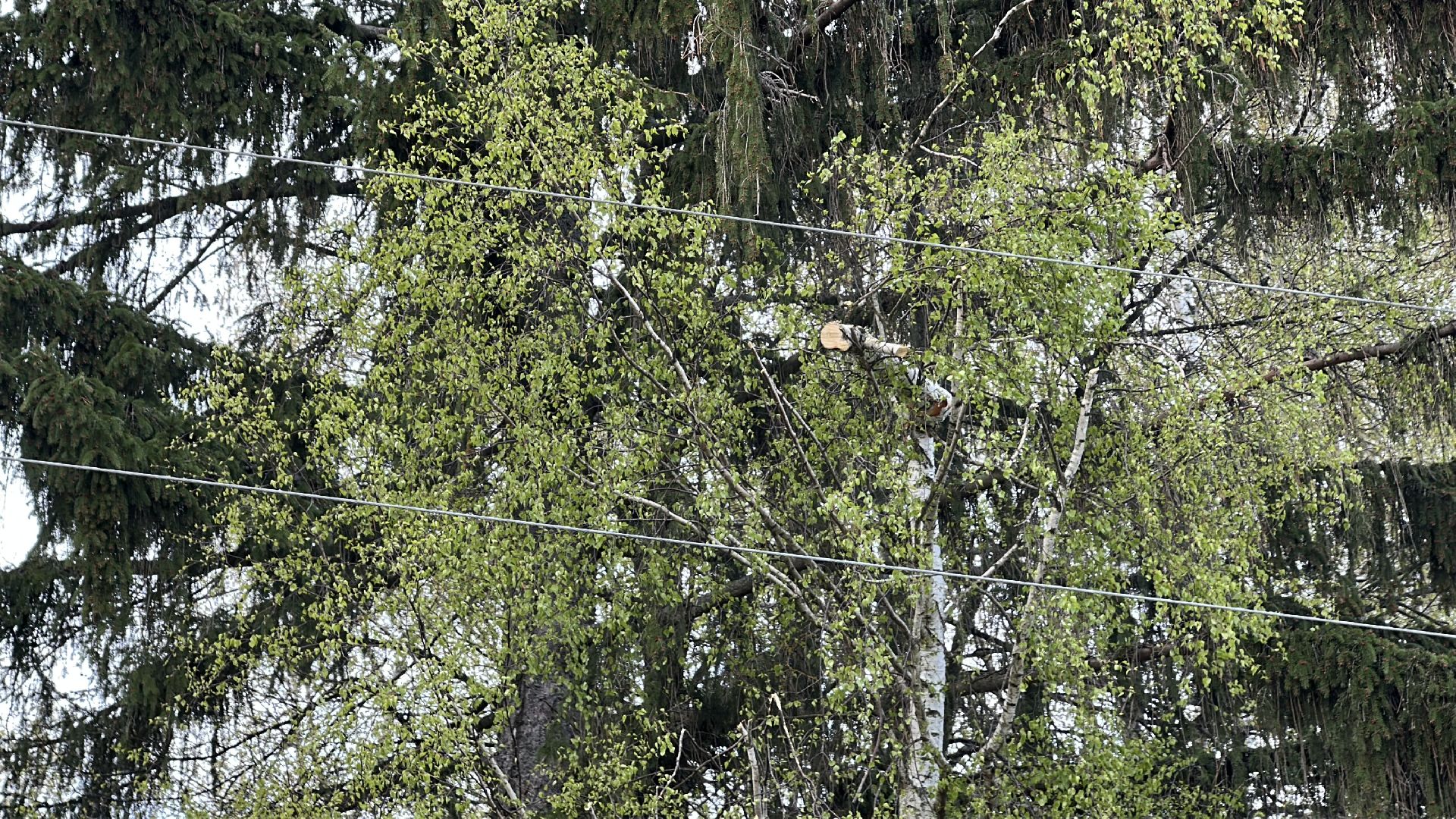 клин, общество, чп, жкх, устранение последствий снегопада, электроэнергия,