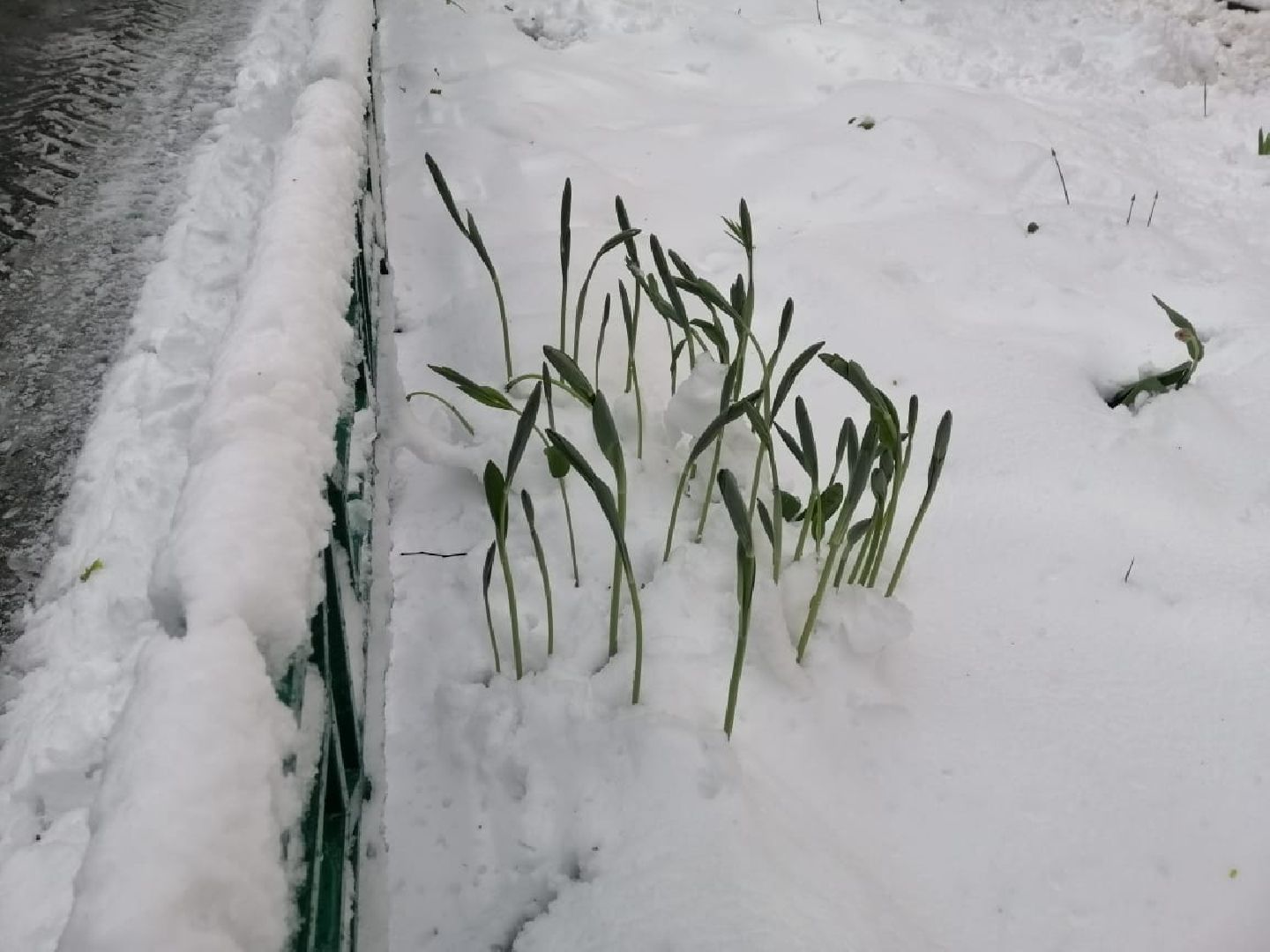 городской округ восход, снегопад, жкх, Засыпало снегом,