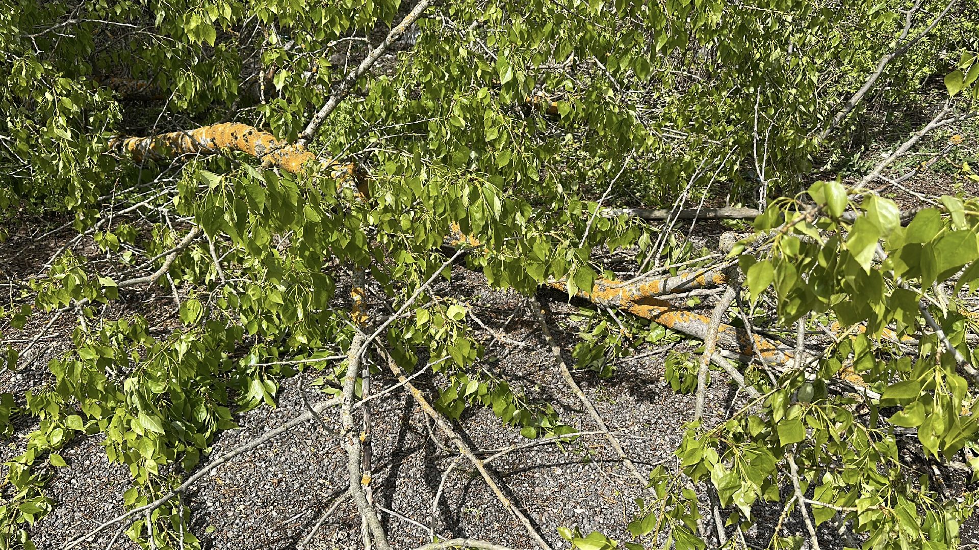 клин, общество, жкх, чп, устранение последствий снегопада, болотоход, эксклюзив,