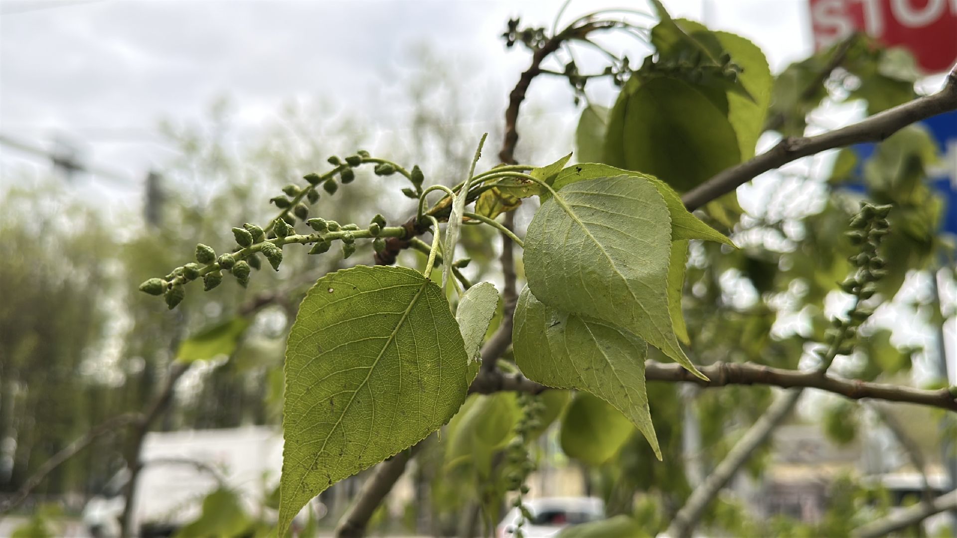 клин, общество, волонтеры подмосковья, жкх, ликвидация последствий снегопада,