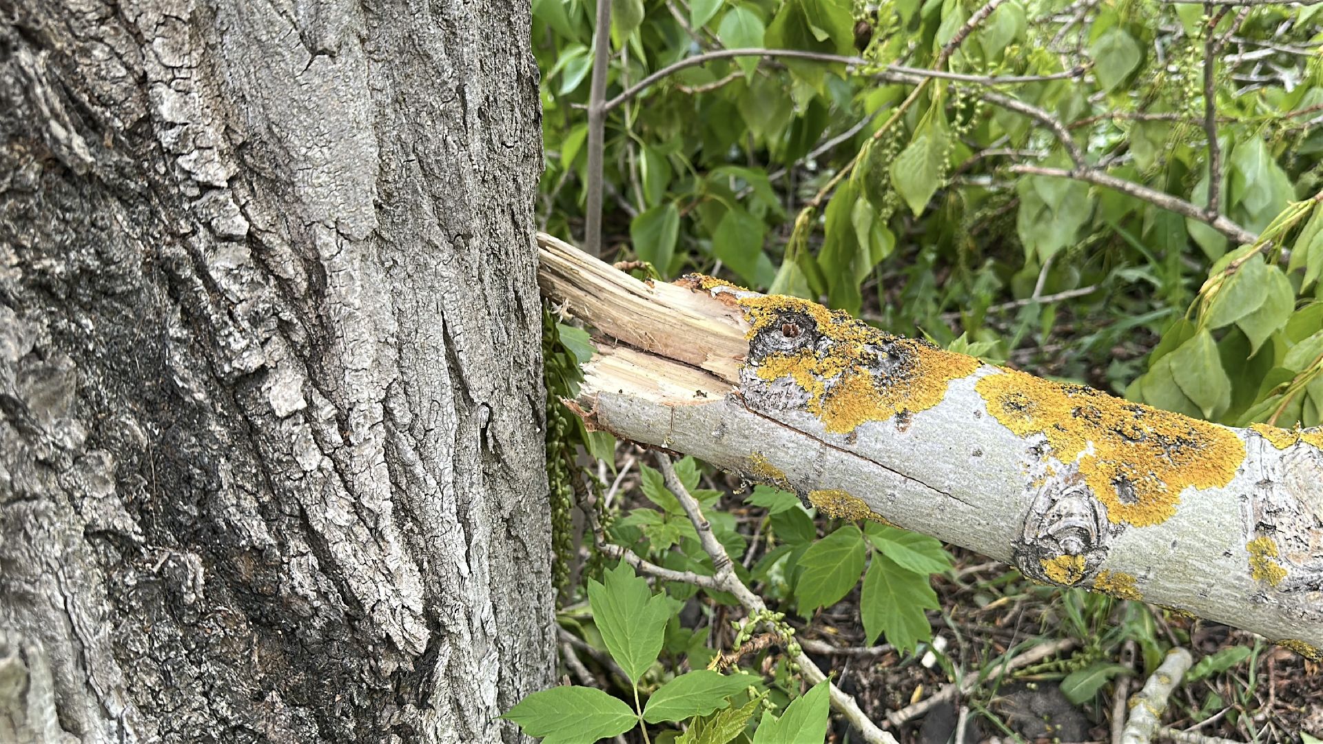 клин, общество, волонтеры подмосковья, жкх, ликвидация последствий снегопада,