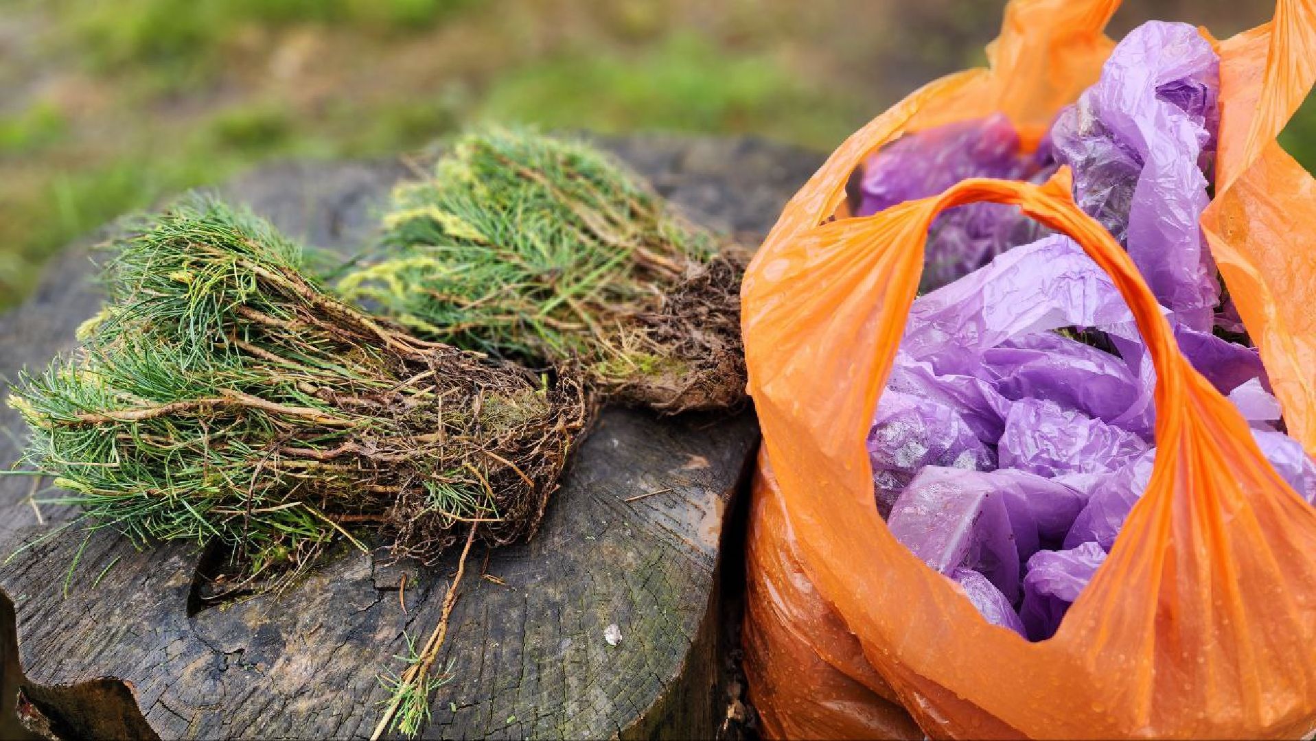 Дмитров, Дмитровская больница, Дом рождения,Аллея многодетных семей,