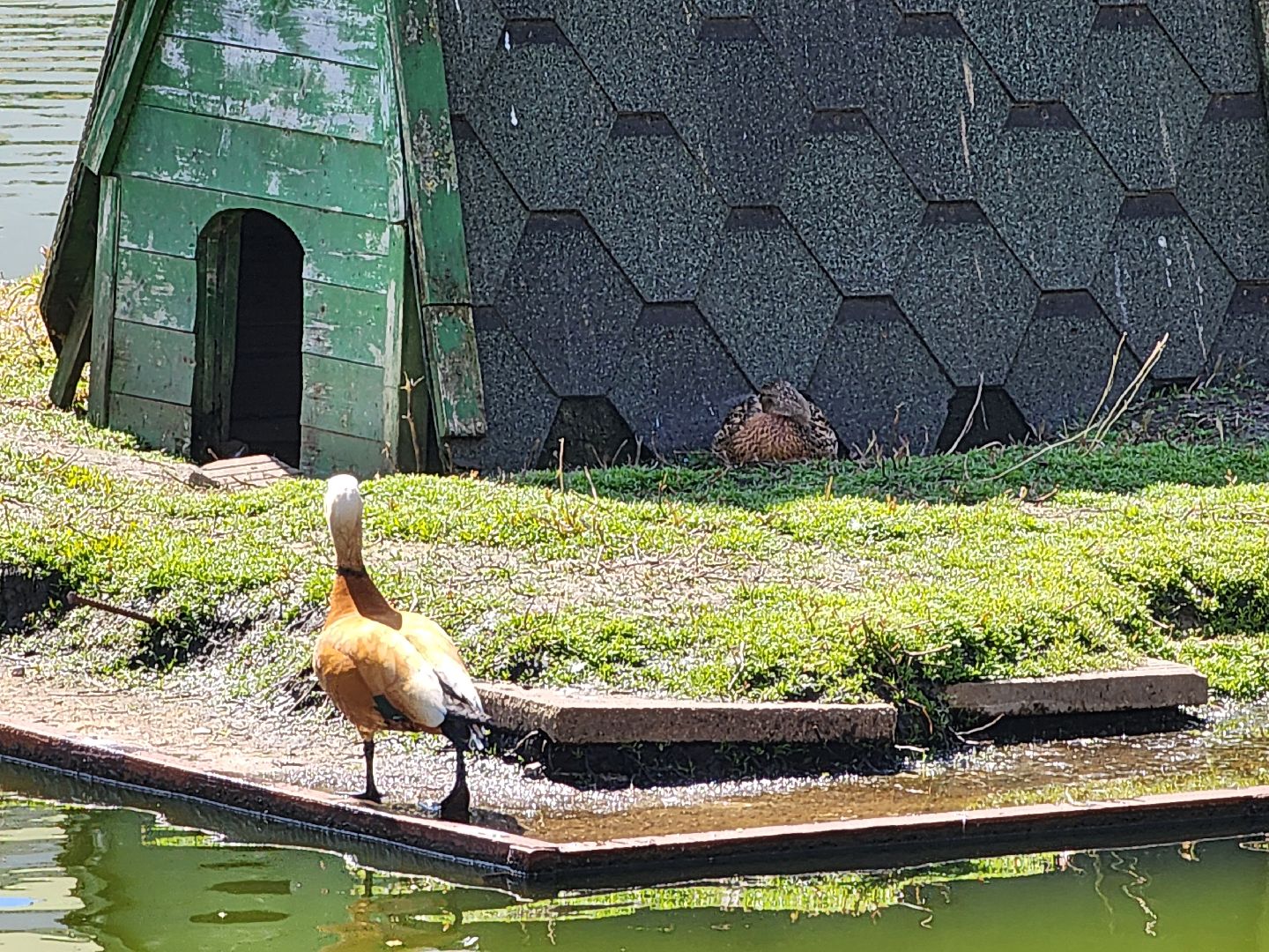 сергиев посад, белый пруд, огари, красные утки,