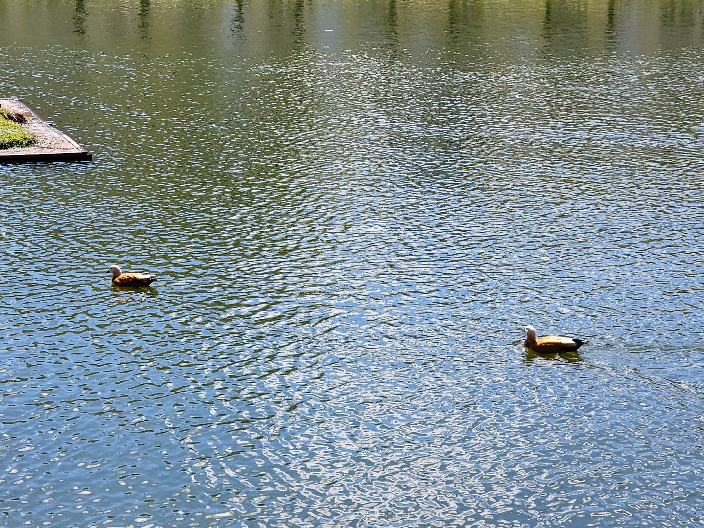 сергиев посад, белый пруд, огари, красные утки,