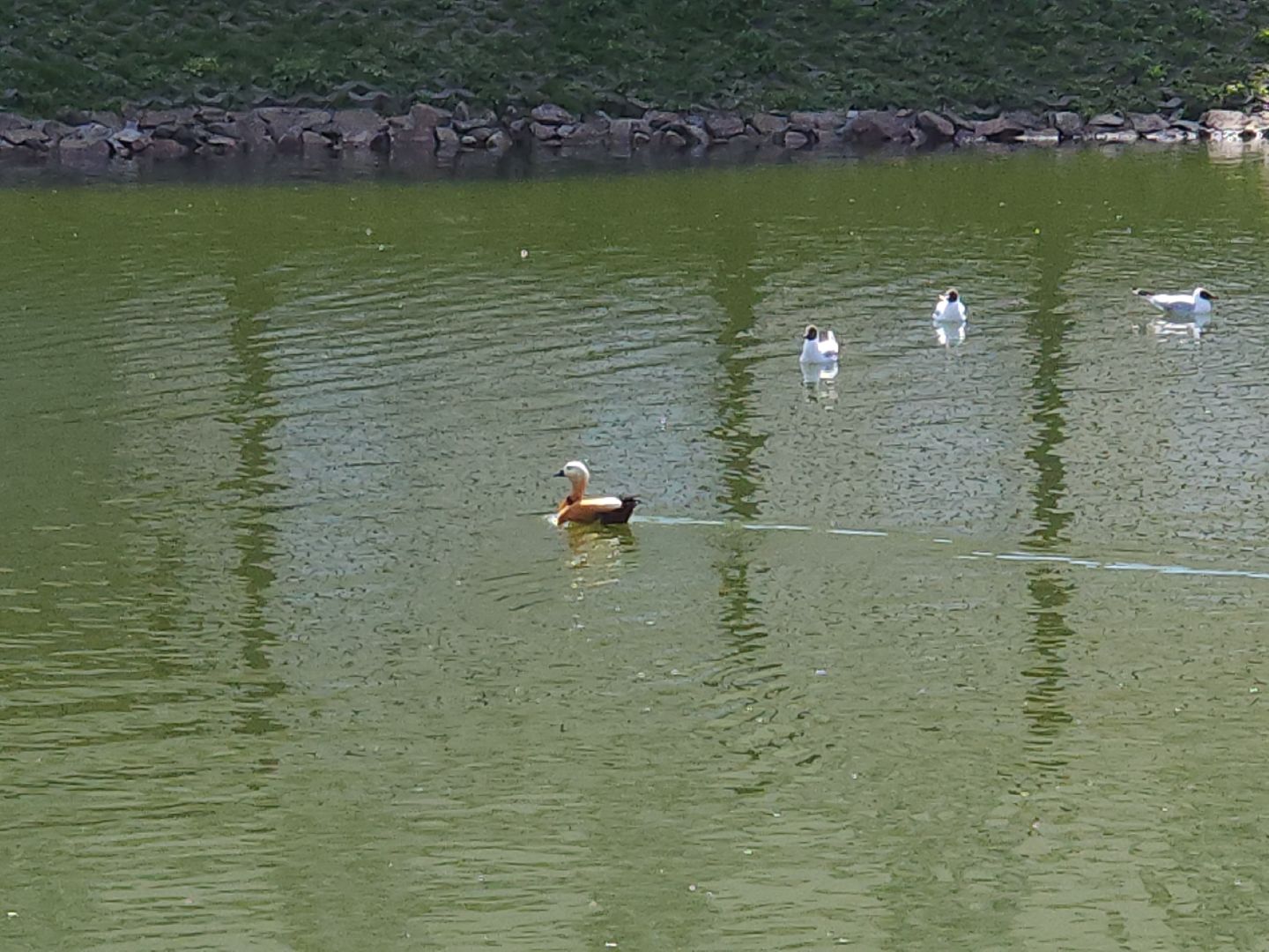 сергиев посад, белый пруд, огари, красные утки,