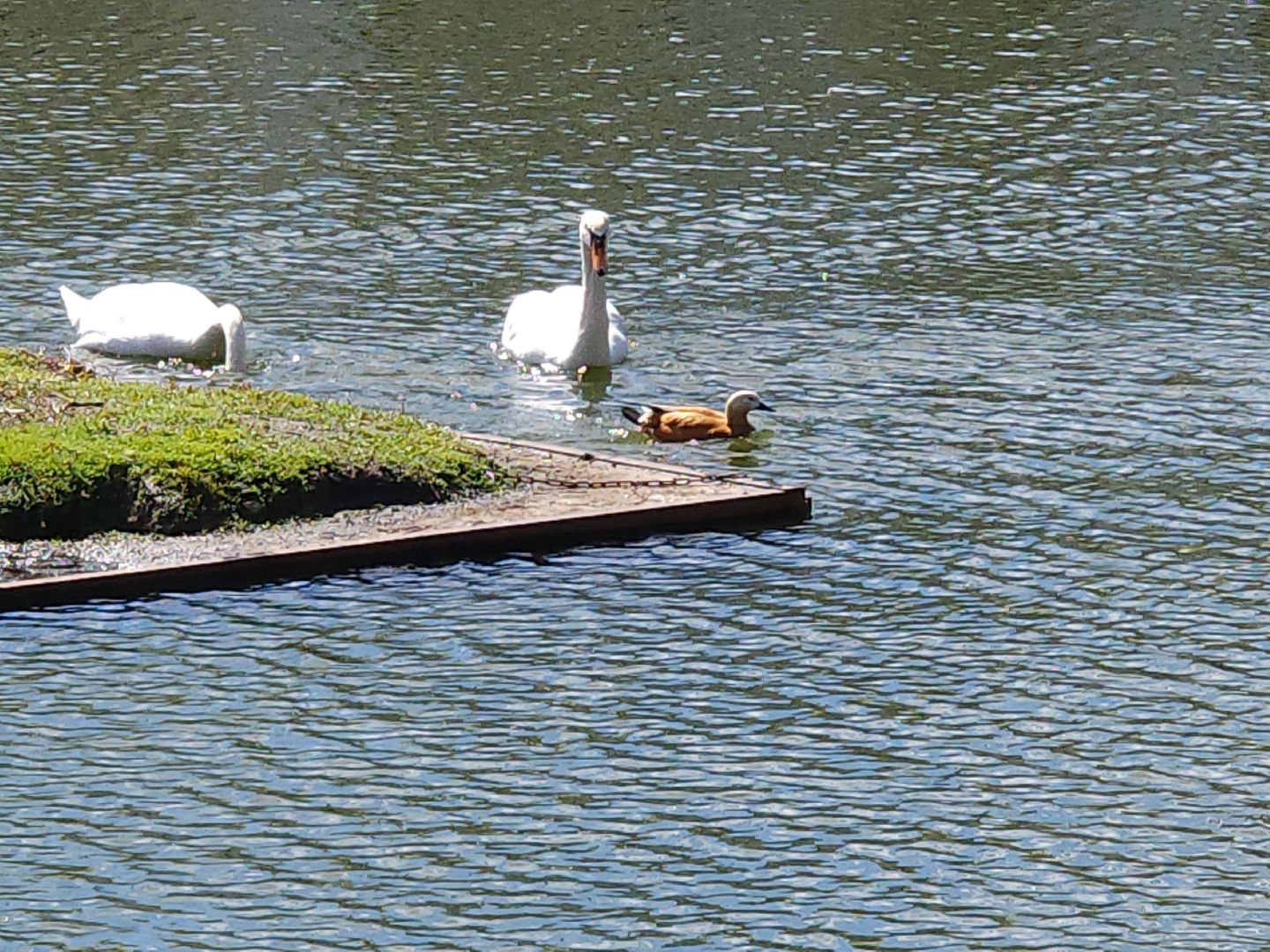 сергиев посад, белый пруд, огари, красные утки,