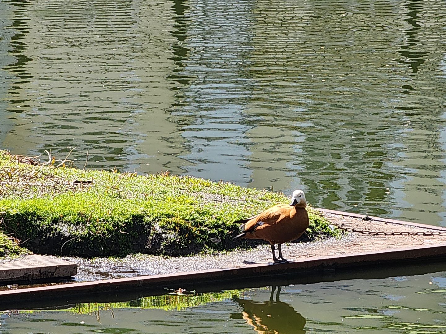 сергиев посад, белый пруд, огари, красные утки,