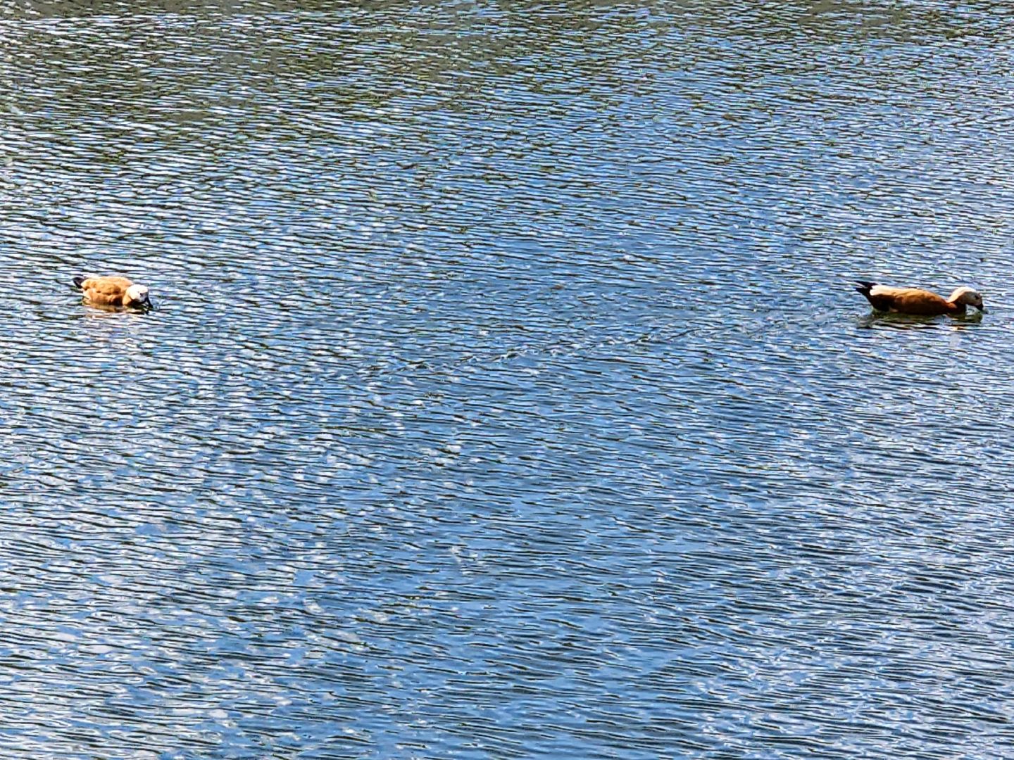 сергиев посад, белый пруд, огари, красные утки,
