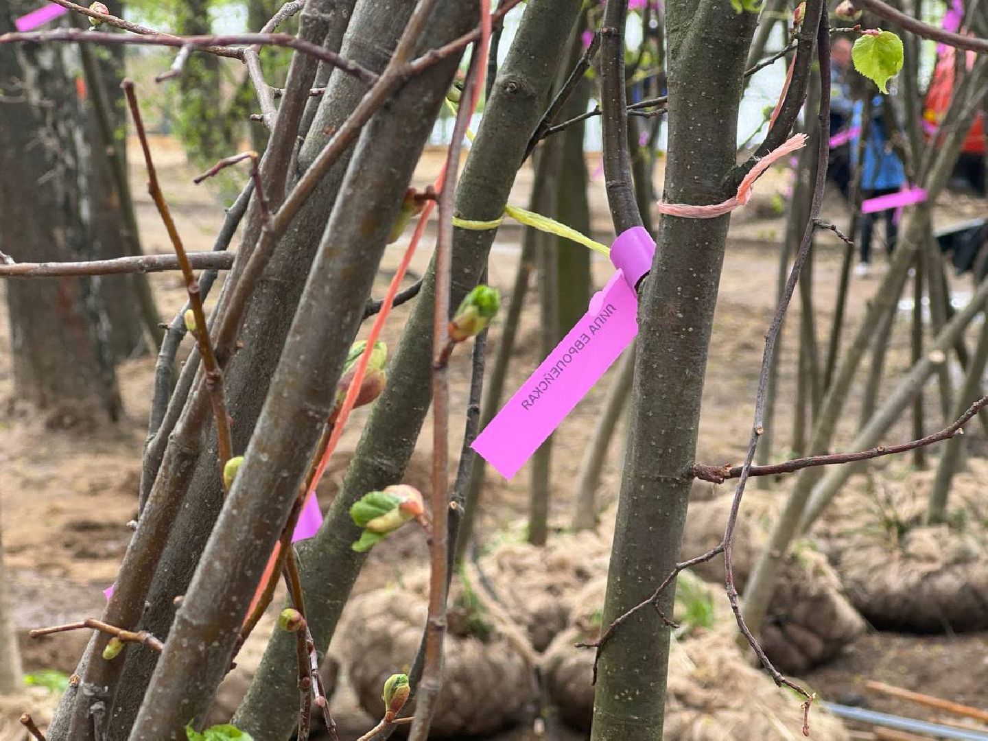 сад памяти, акция, посадка деревьев, кучинский лесопарк,