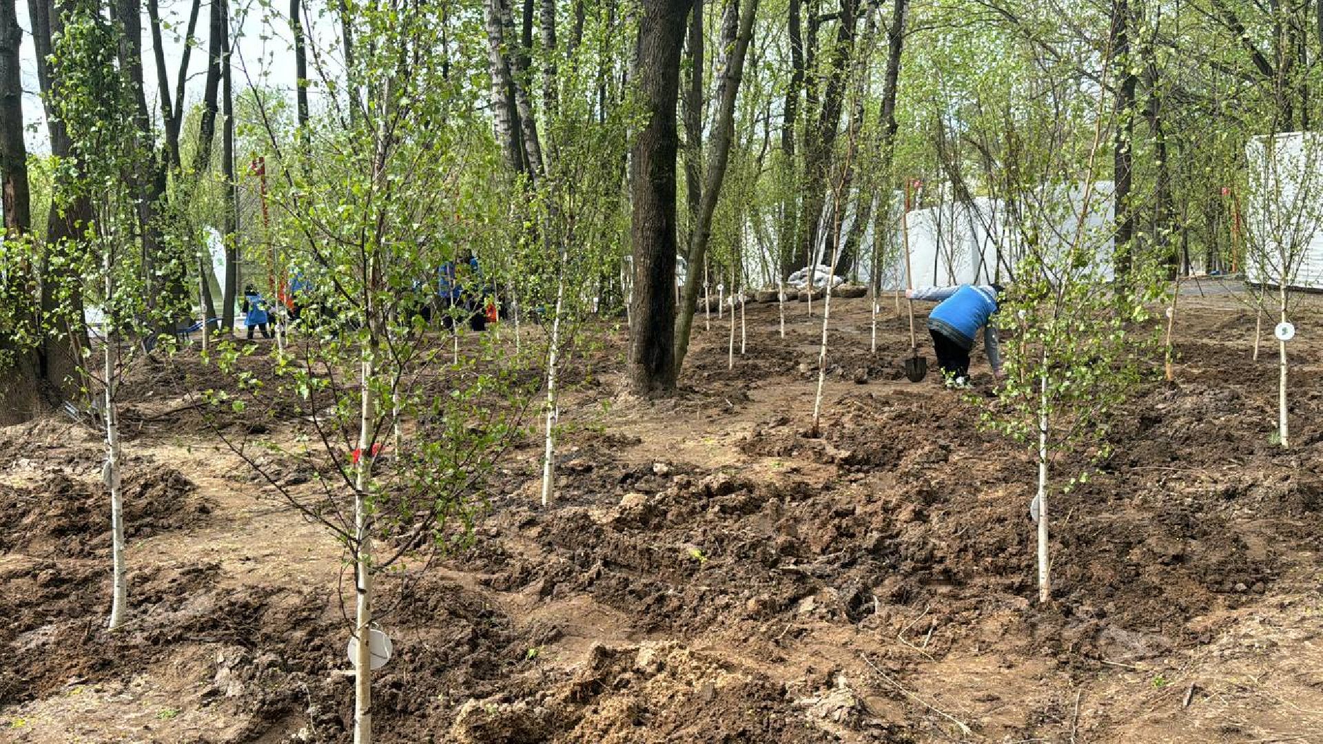 сад памяти, акция, посадка деревьев, кучинский лесопарк,