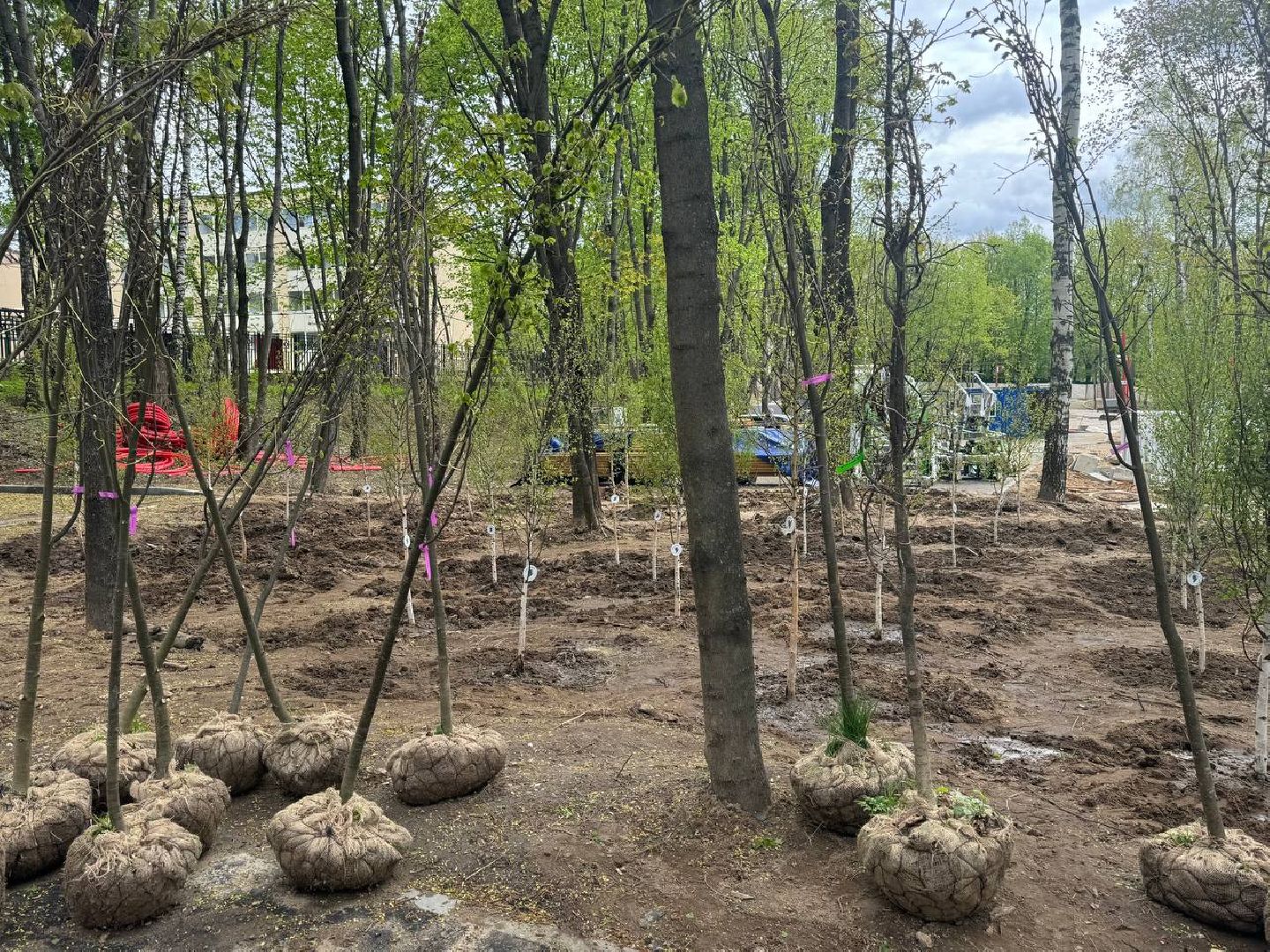 сад памяти, акция, посадка деревьев, кучинский лесопарк,