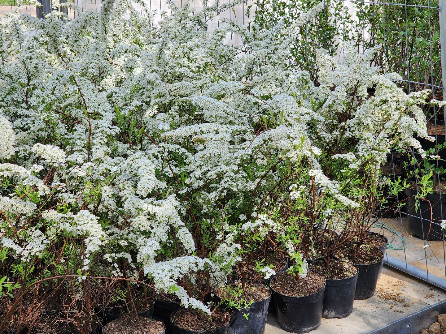 Ногинск, Благоустройство , Ремонт, Жители , Растения ,