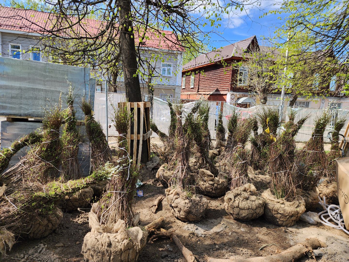 Ногинск, Благоустройство , Ремонт, Жители , Растения ,