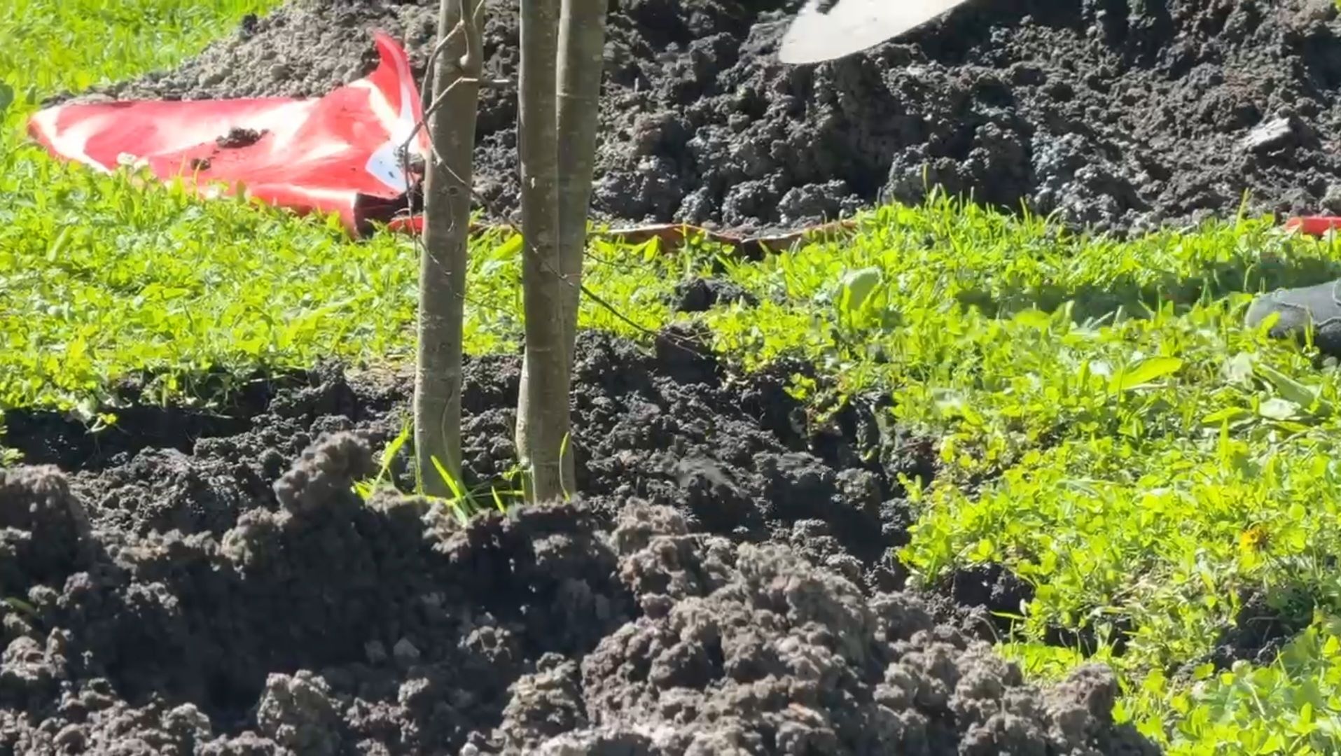 Реутов , Сад памяти, Посадка деревьев , Липы, Яблони,Черемуха,  Береза,