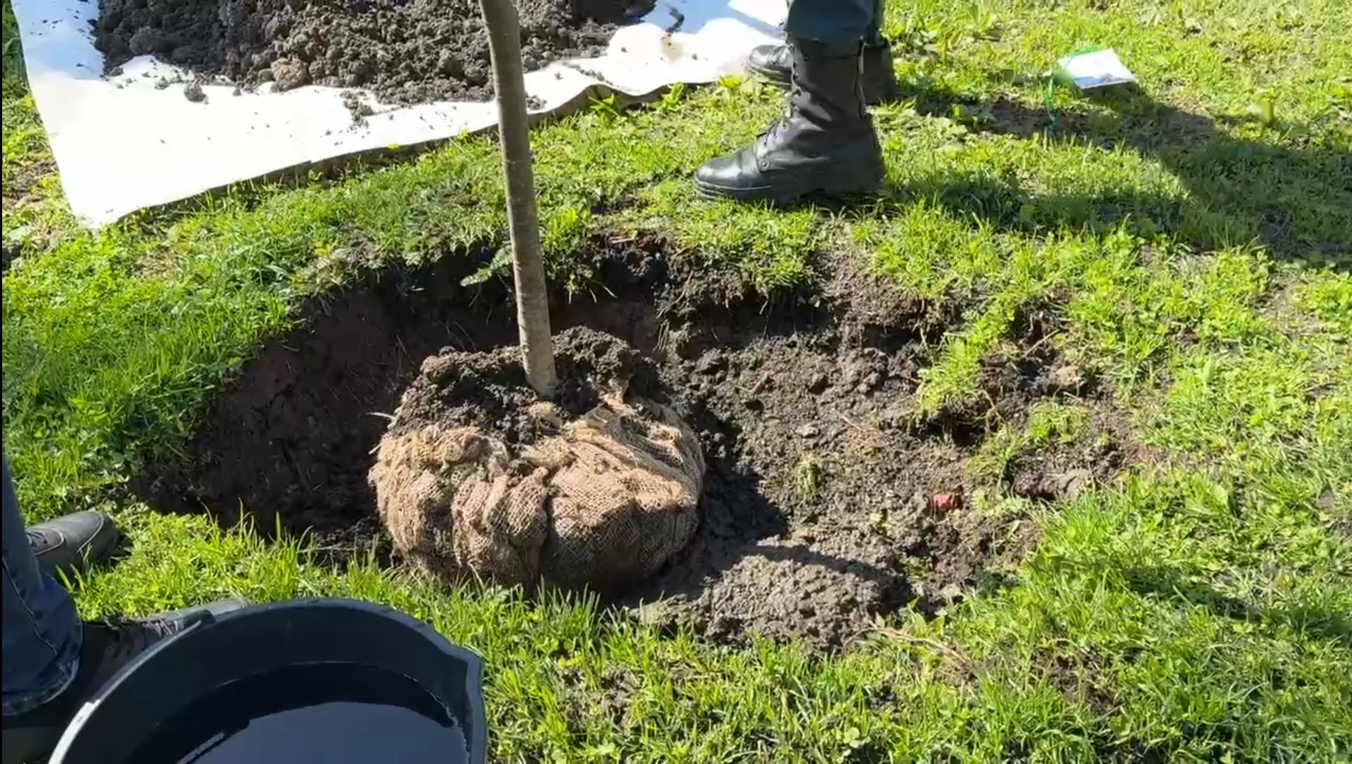 Реутов , Сад памяти, Посадка деревьев , Липы, Яблони,Черемуха,  Береза,