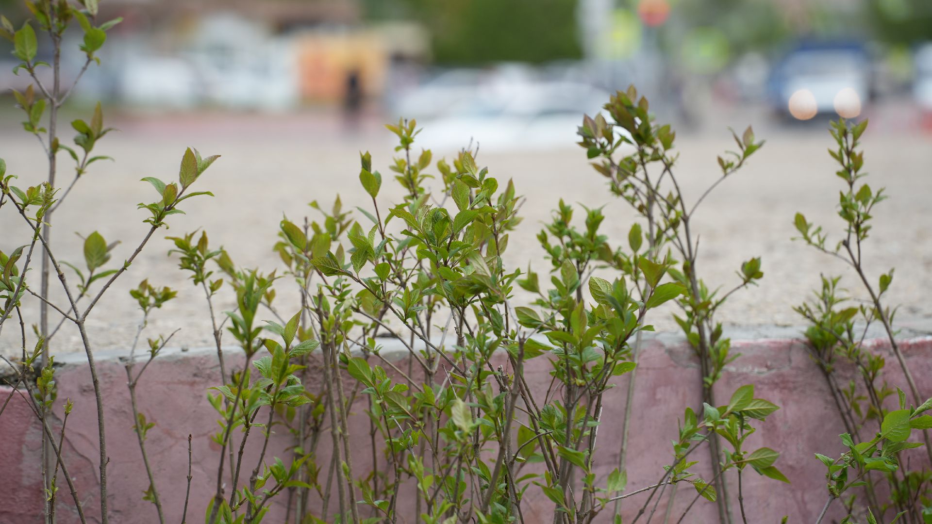 сад памяти, сирень,