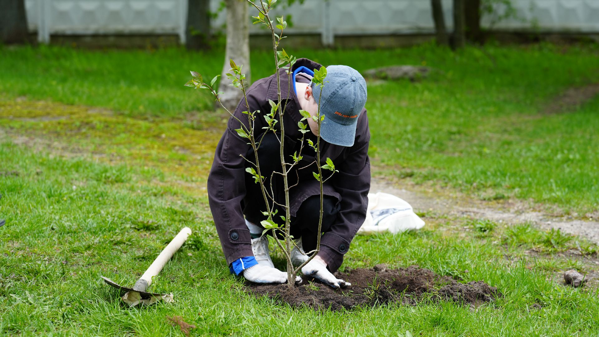 сад памяти, сирень,