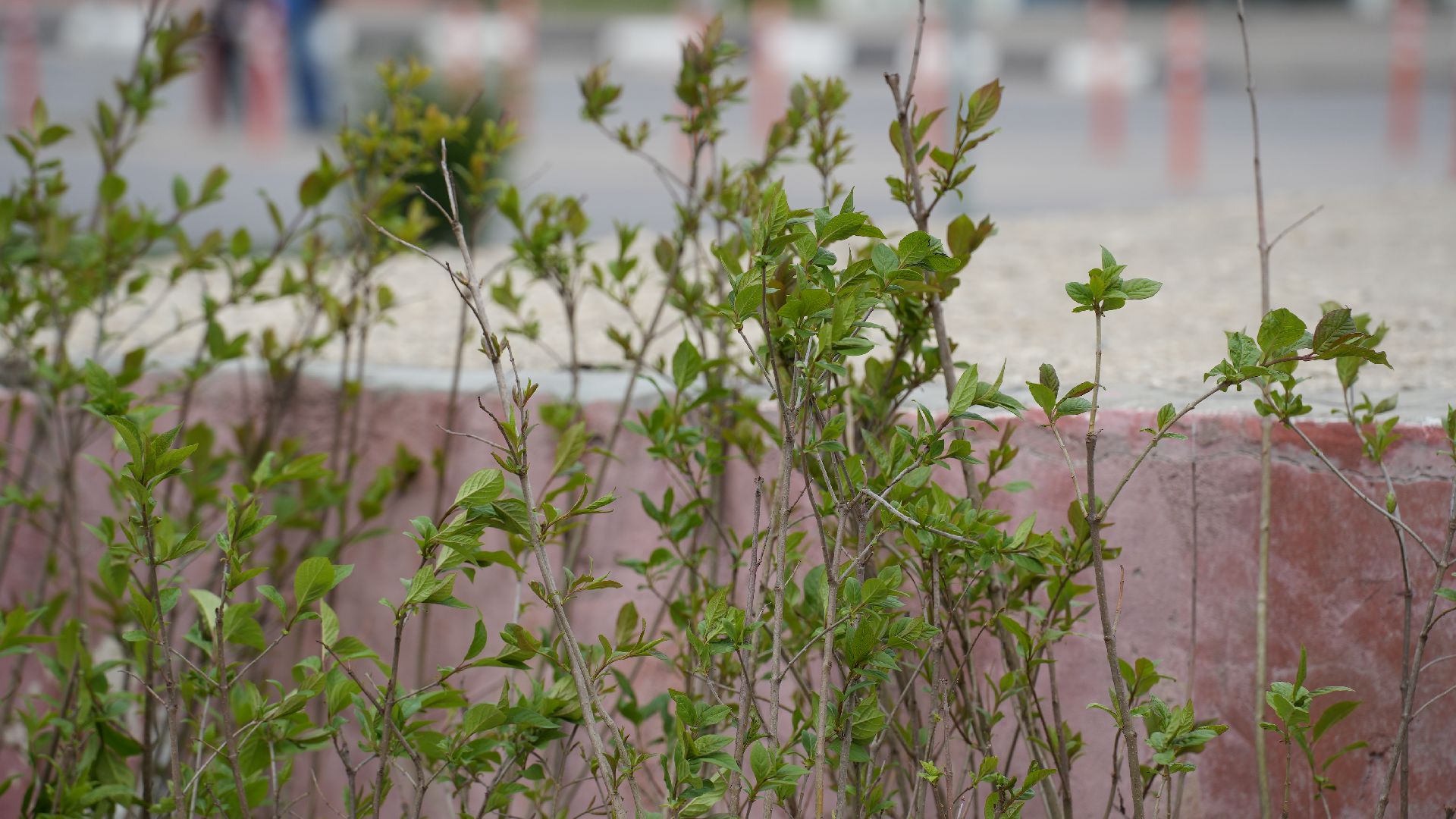 сад памяти, сирень,