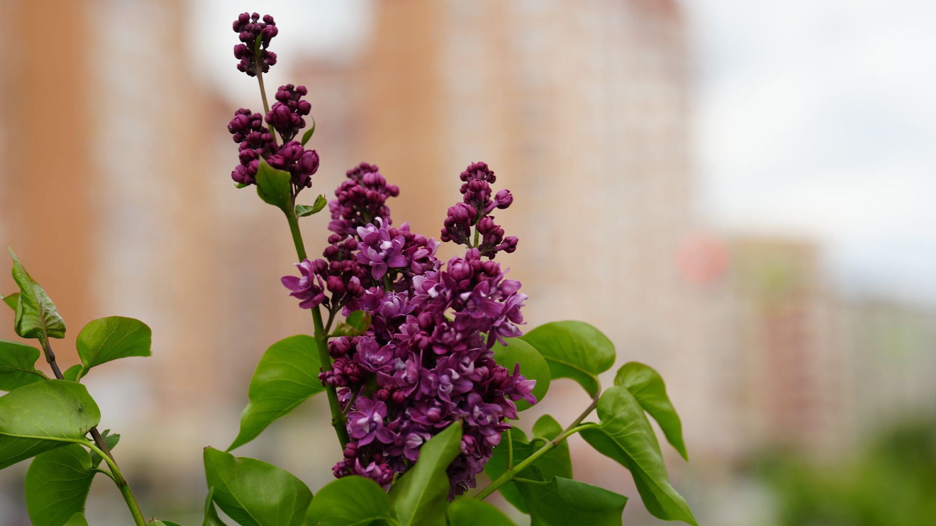сад памяти, сирень,