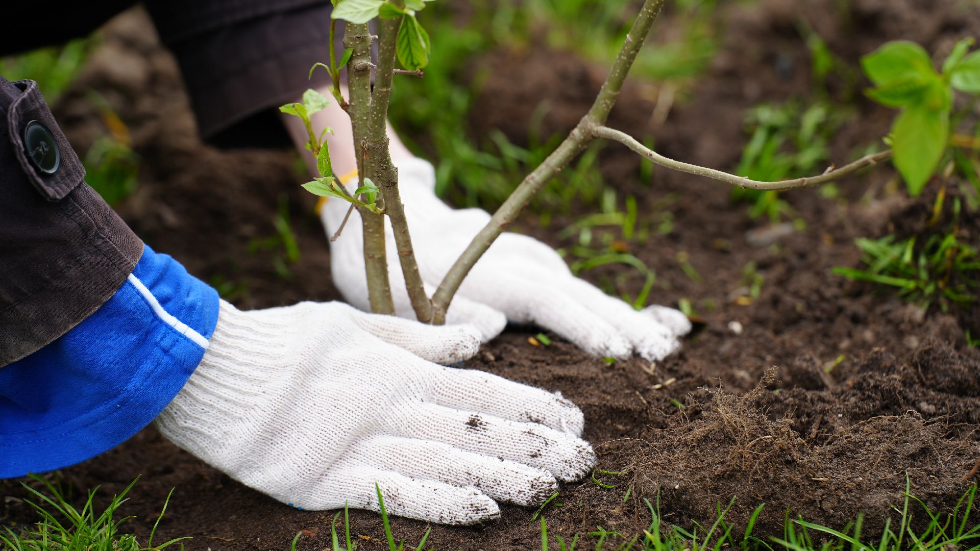 сад памяти, сирень,