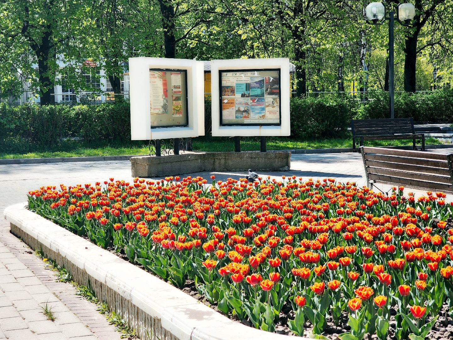 пущино , серпухов, благоустройства, цветы,