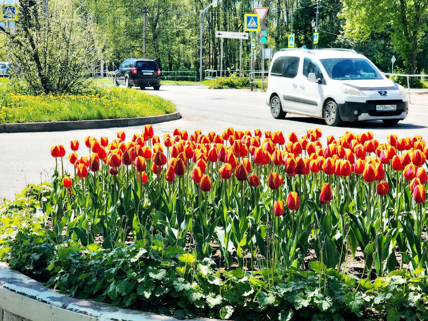 пущино , серпухов, благоустройства, цветы,