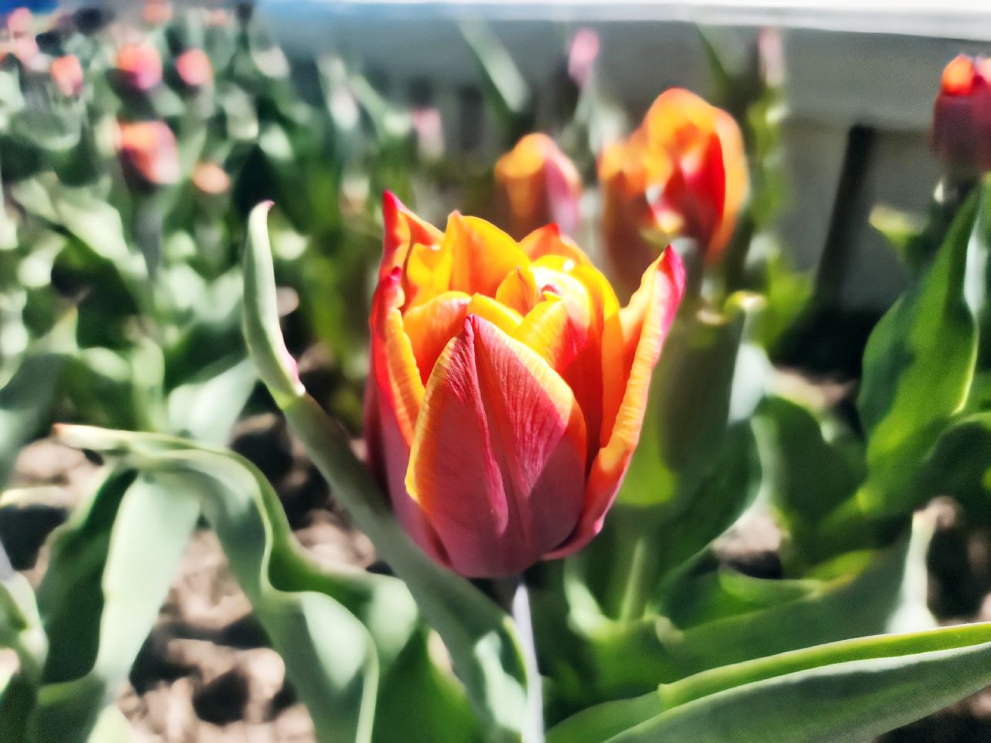 пущино , серпухов, благоустройства, цветы,