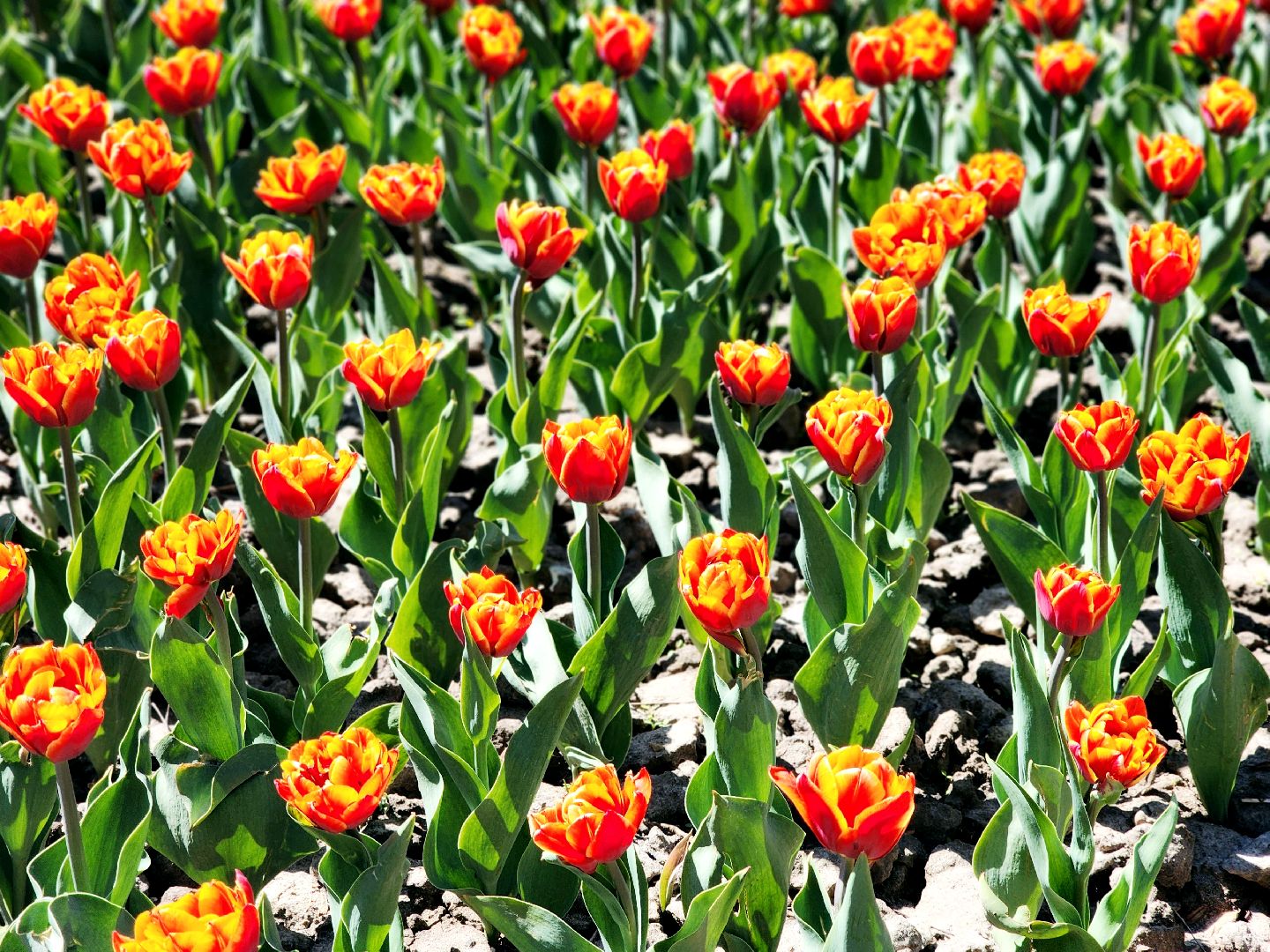 пущино , серпухов, благоустройства, цветы,