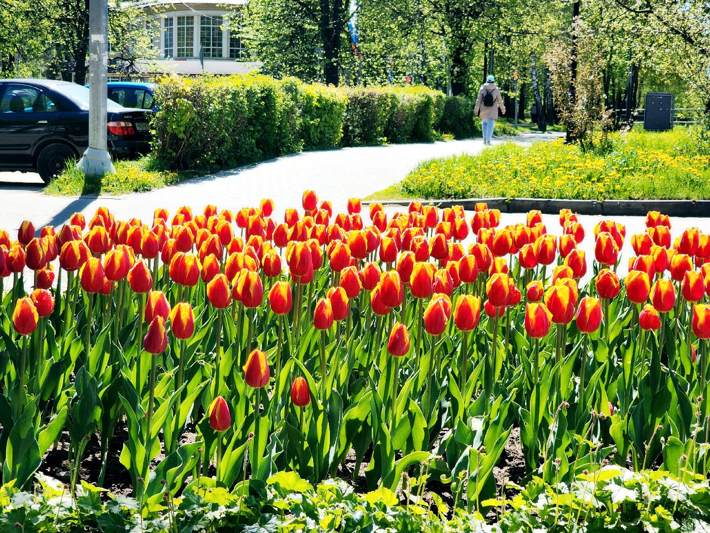 пущино , серпухов, благоустройства, цветы,