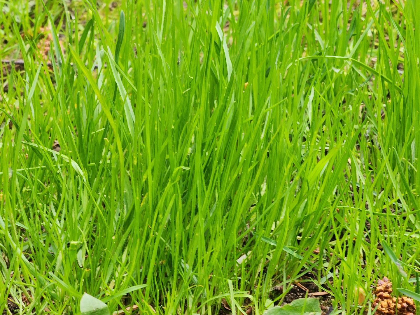 павловский  посад, парк победы, обработка ,