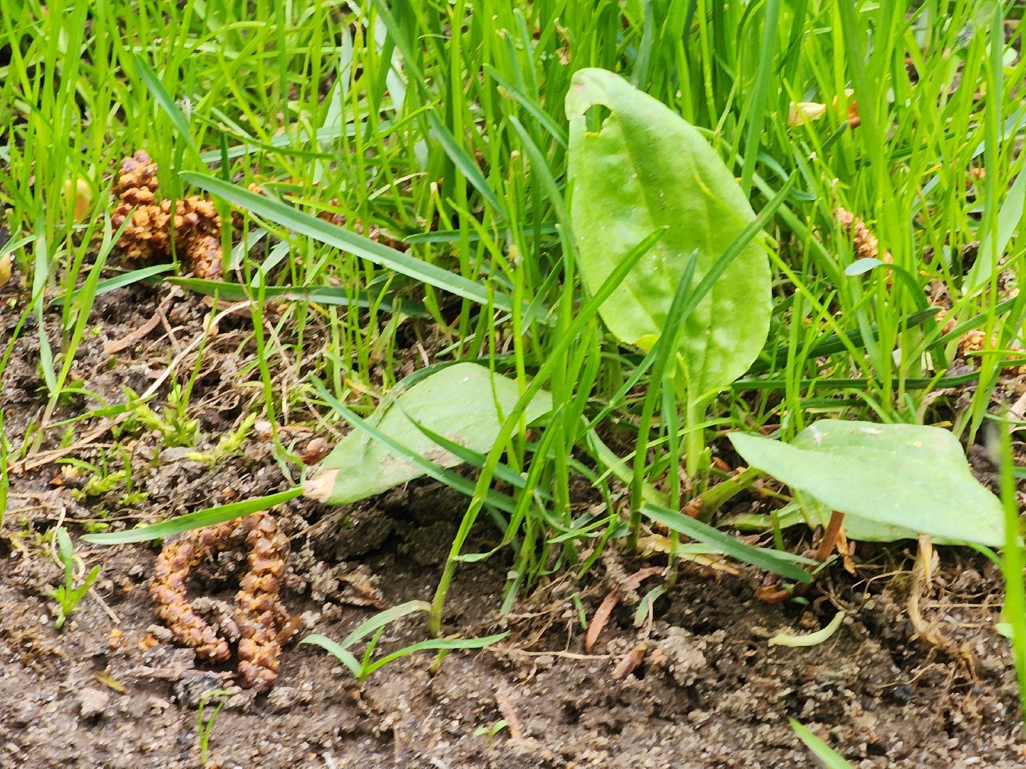 павловский  посад, парк победы, обработка ,