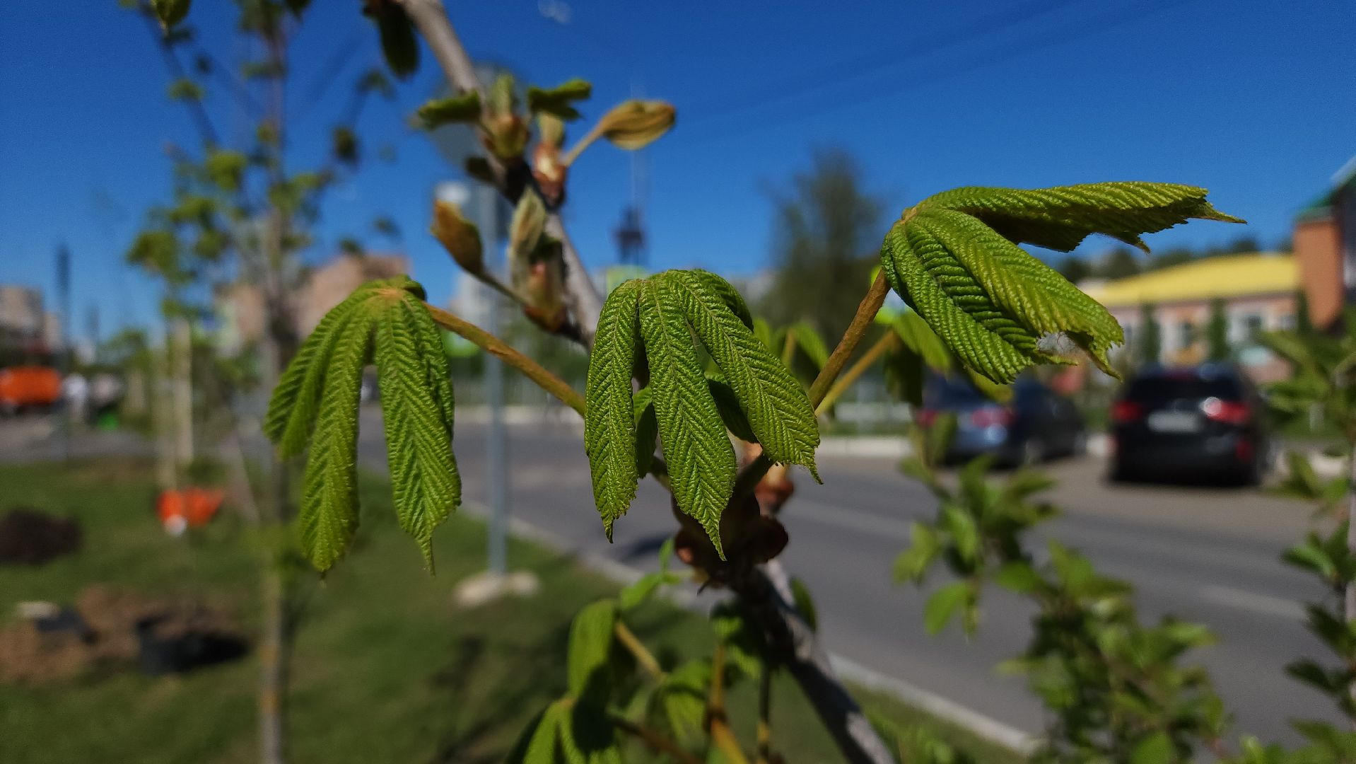 ступино, сад памяти, день победы,