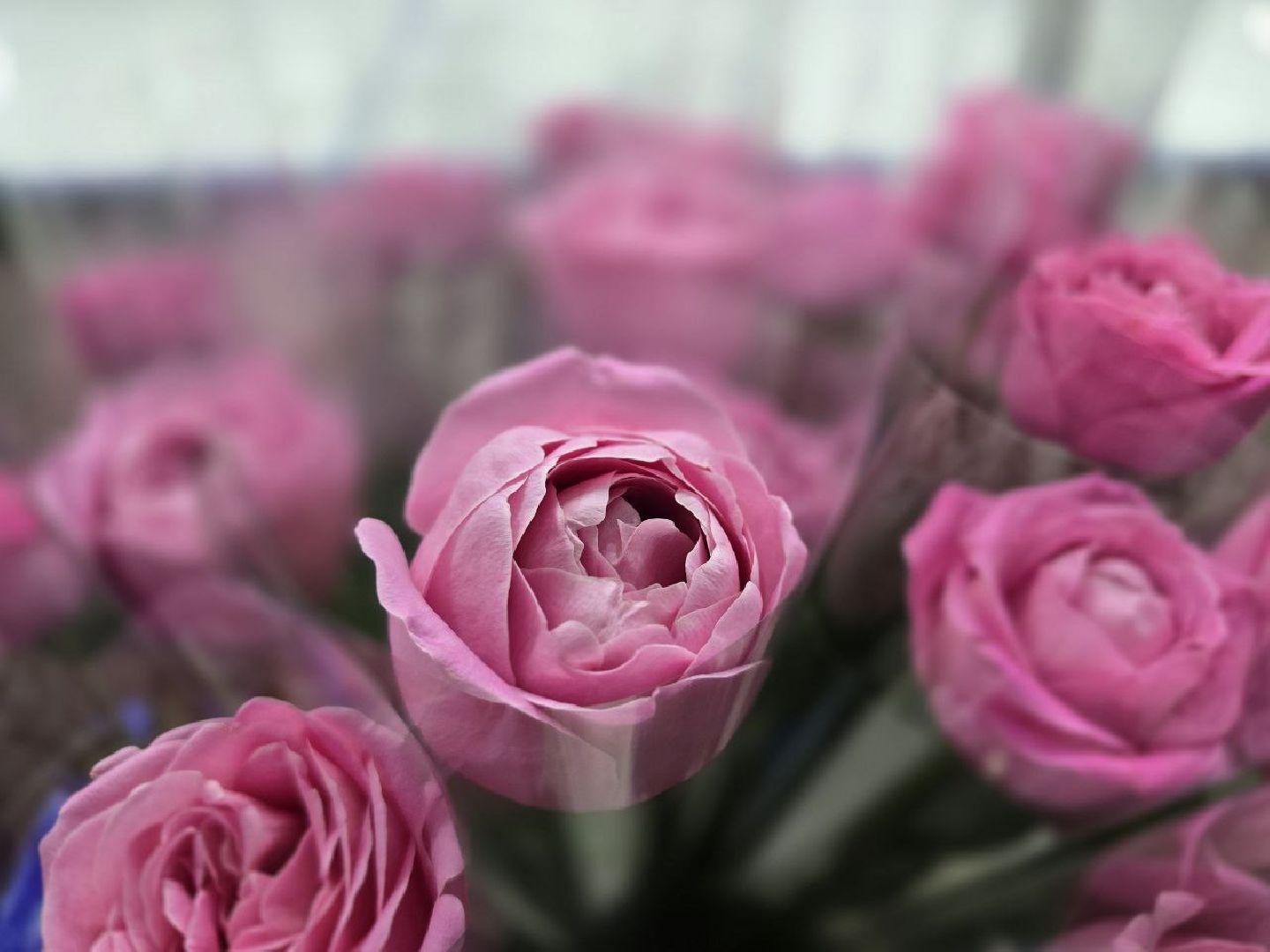 можайск, можайский муниципальный округ, подмосковье, ледовое шоу, день победы, спортсмены, фигуристы , великая отечественная война,