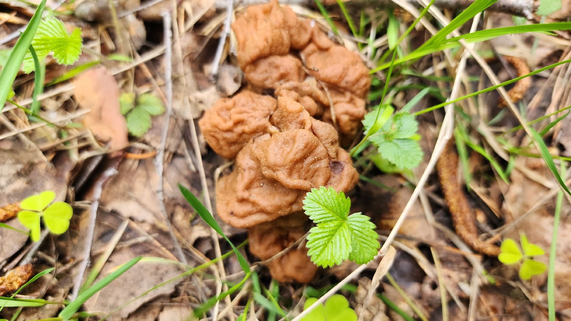 грибной сезон, весенний сезон сбора грибов, грибы, Ногинское лесничество, Богородский городской округ,