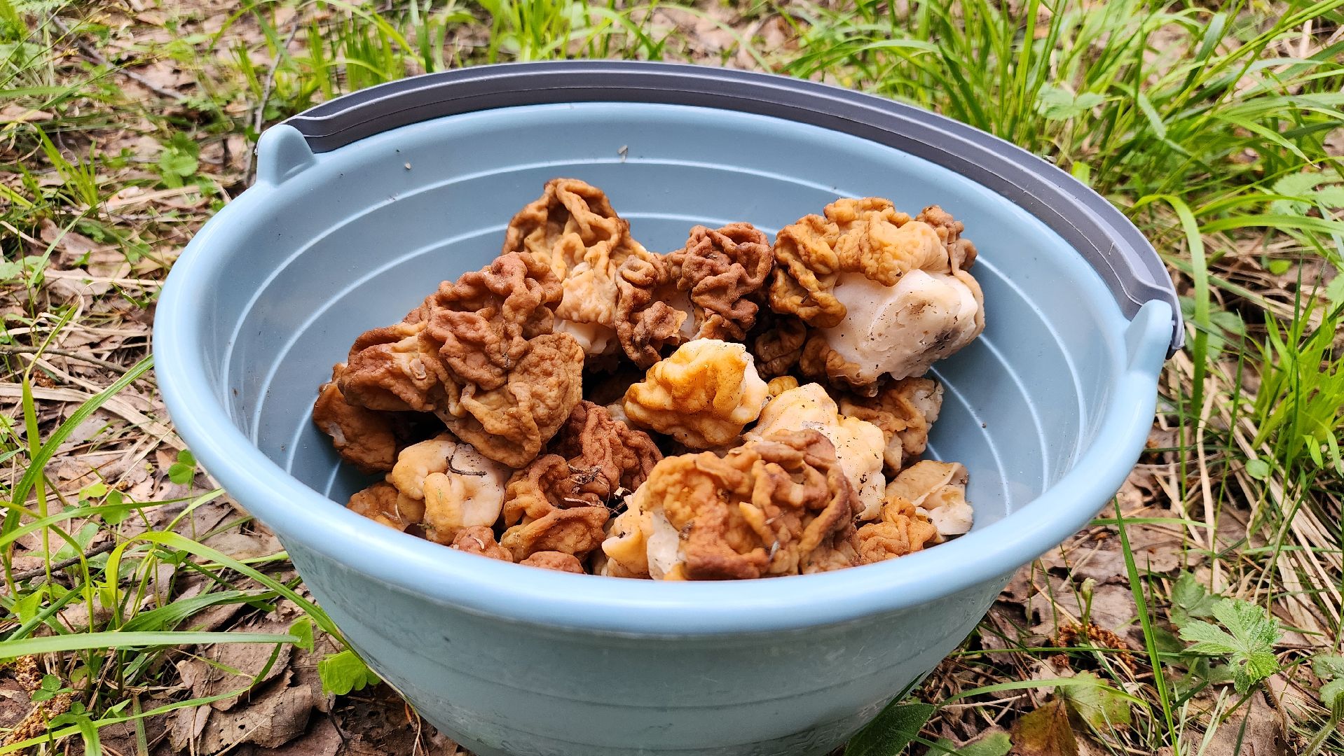 грибной сезон, весенний сезон сбора грибов, грибы, Ногинское лесничество, Богородский городской округ,
