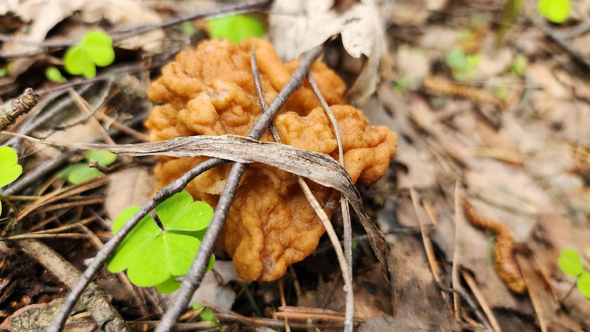 грибной сезон, весенний сезон сбора грибов, грибы, Ногинское лесничество, Богородский городской округ,
