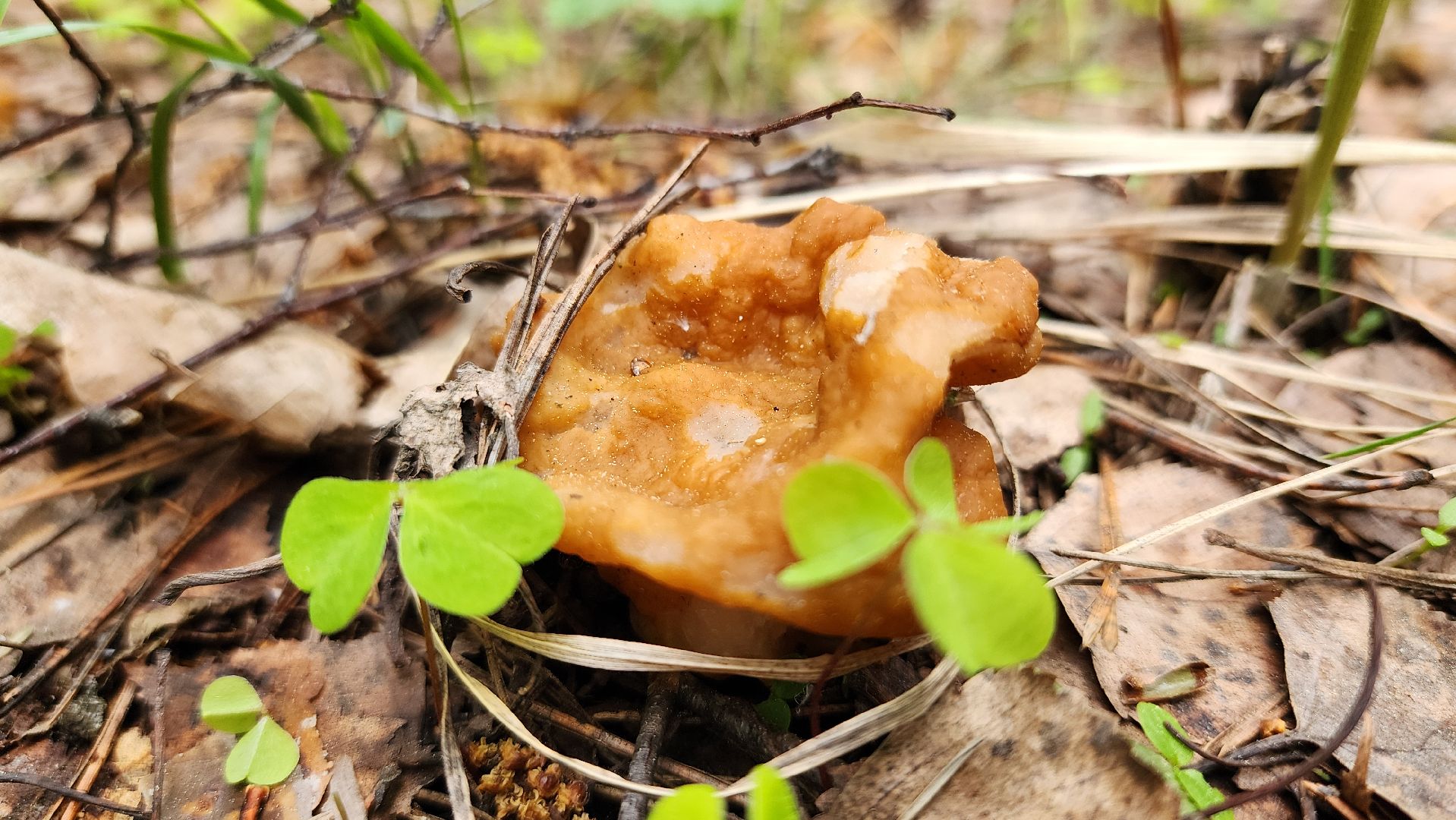грибной сезон, весенний сезон сбора грибов, грибы, Ногинское лесничество, Богородский городской округ,