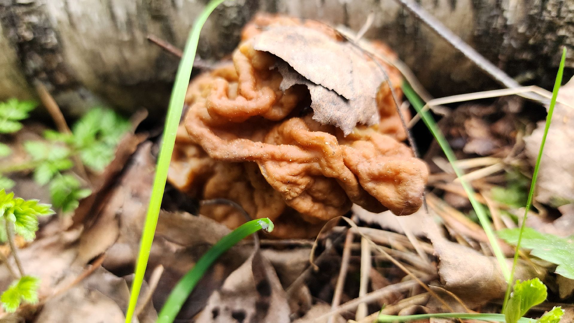 грибной сезон, весенний сезон сбора грибов, грибы, Ногинское лесничество, Богородский городской округ,