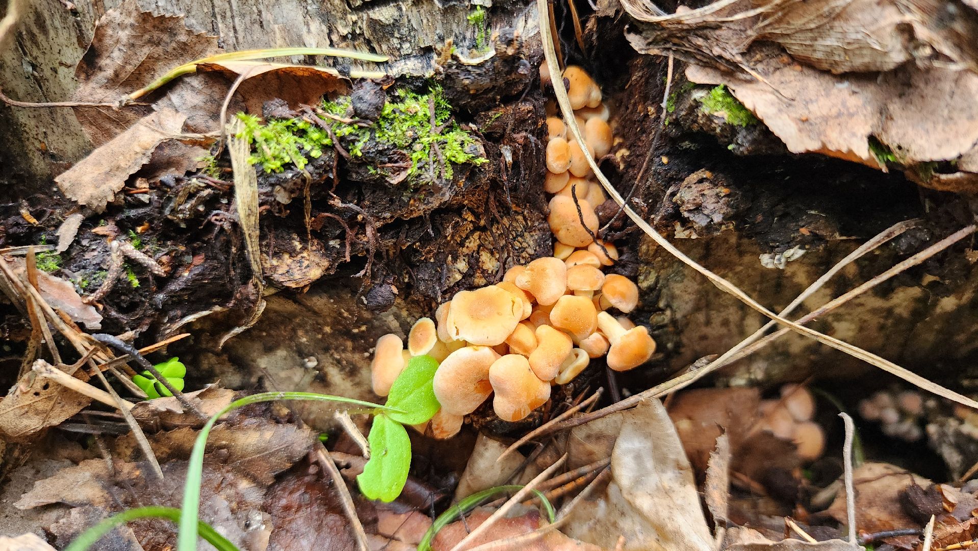грибной сезон, весенний сезон сбора грибов, грибы, Ногинское лесничество, Богородский городской округ,