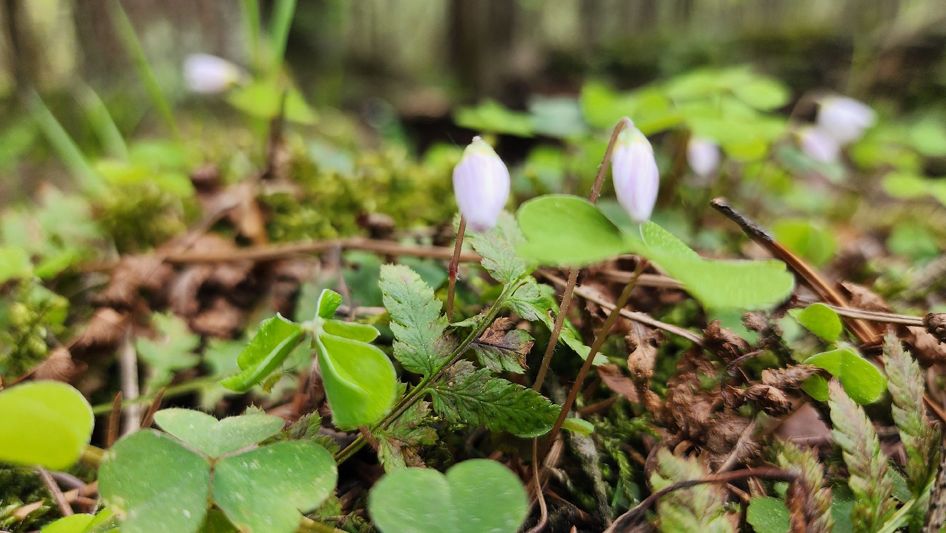 грибной сезон, весенний сезон сбора грибов, грибы, Ногинское лесничество, Богородский городской округ,
