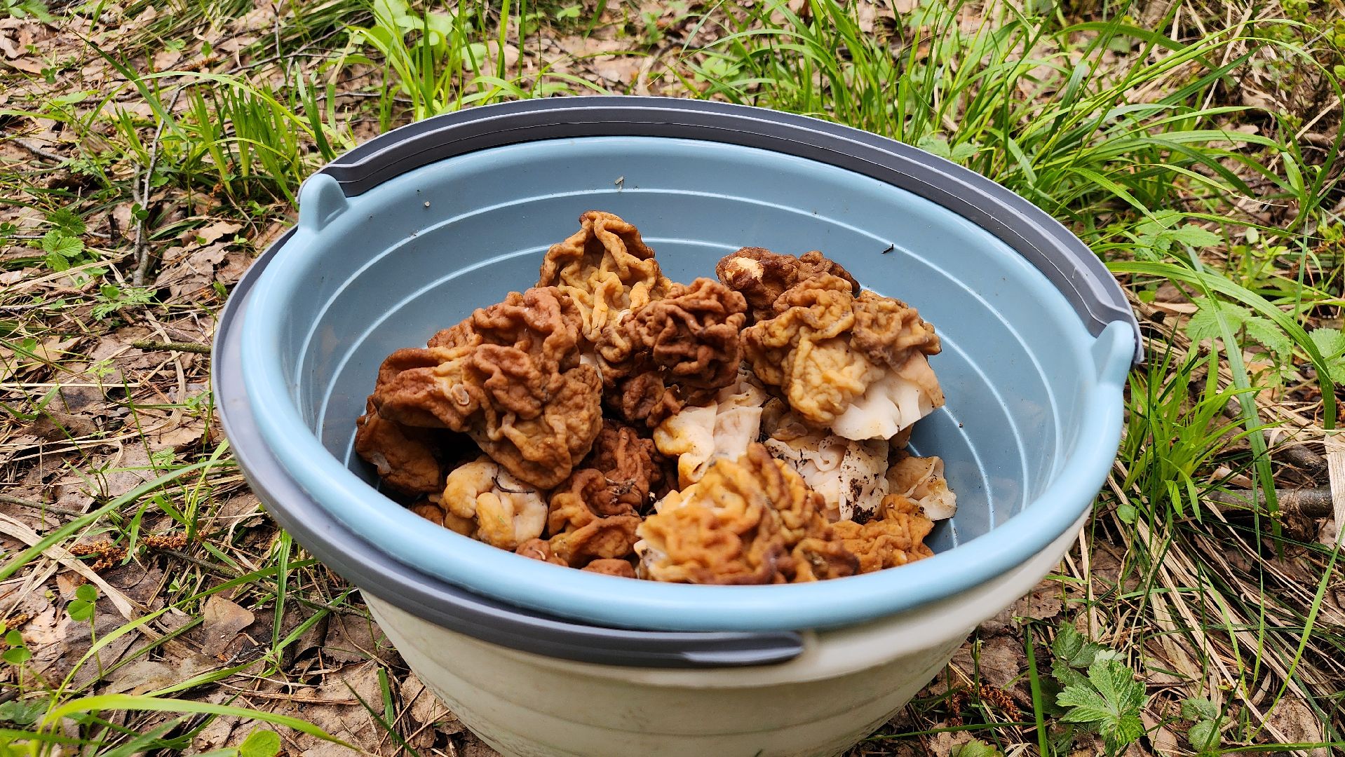 грибной сезон, весенний сезон сбора грибов, грибы, Ногинское лесничество, Богородский городской округ,